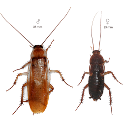 ŠVÁB TURKISTÁNSKY (Shelfordella tartara)  Sub/Adult 1dcl/~100ks