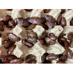 Šváb Smrtihlav (Blaberus craniifer) 3-4,5cm 10ks