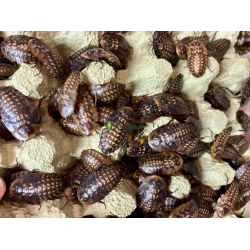 Šváb Smrtihlav (Blaberus craniifer) 4-5cm 10ks