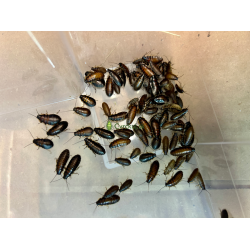Šváb madagaskarský (Gromphadorhina portentosa) 1-2 cm 50ks