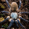 Monocentropus balfouri: Modrý unikát z ostrova Socotra Túžite po niečom skutočne výnimočnom? Monocentropus balfouri patrí k najžiadanejším druhom na svete vďaka svojmu metalickému modrému sfarbeniu a béžovému karapaxu. Tento vtáčkar je svetovým unikátom – ako jeden z mála druhov môže žiť v skupinách (komunálne). Či už hľadáte jedného drahokamu do zbierky, alebo plánujete založiť fascinujúcu kolóniu, Balfouri vás nikdy neomrzí.