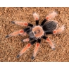 Brachypelma boehmei: Živý oheň v teráriu. Hľadáš najfarebnejšieho pavúka do svojej zbierky? Brachypelma boehmei je ikonický mexický druh s dychberúcimi oranžovo-červenými nohami. Je to extrémne odolný, dlhoveký a vizuálne atraktívny pavúk, ktorý vynikne v každom teráriu. Ideálna voľba pre tých, ktorí chcú mať doma skutočný prírodný klenot, na ktorý sa nebudete vedieť prestať pozerať.