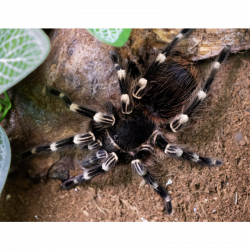 Acanthoscurria geniculata (5cm telo/subadult) - samica ♀