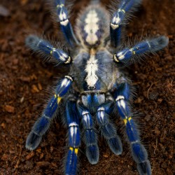 Poecilotheria metallica (6 cm telo) - samica ♀