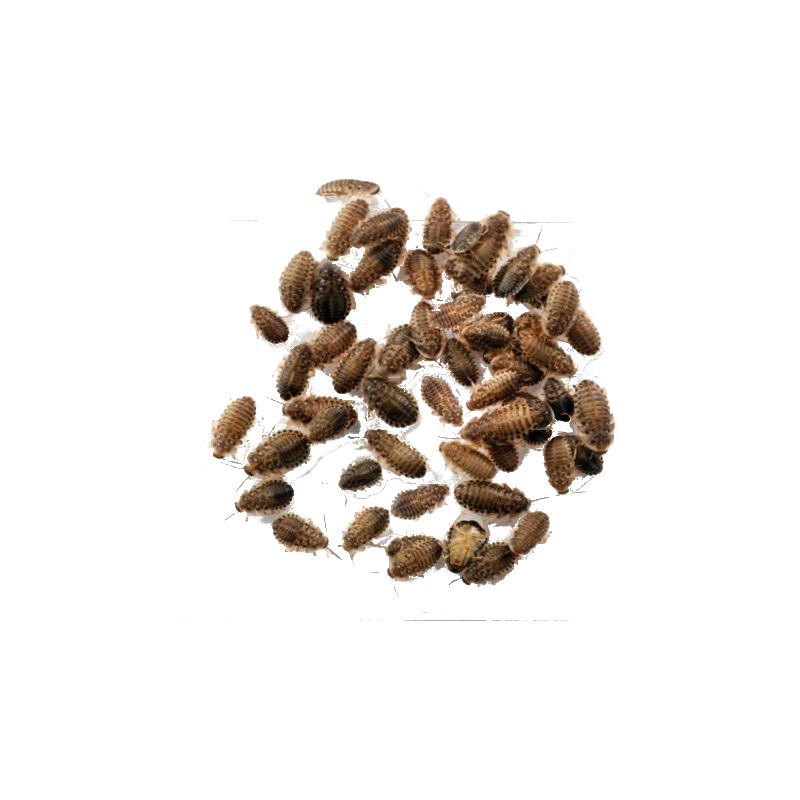 Blaptica dubia micro Blaptica dubia micro