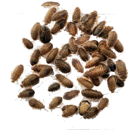 Blaptica dubia micro
