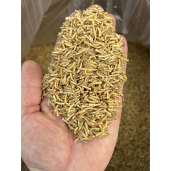 Sušené larvy muchy domácej 100g/500g/1kg