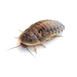 Šváb Argentínsky (Blaptica dubia) Subadult 100ks