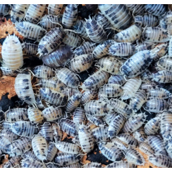 Porcellio laevis "Dairy Cow" 10ks