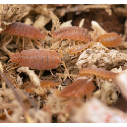 Porcellionides pruinosus orange 10ks