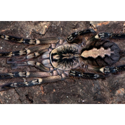 Poecilotheria ornata  (1cm telo)
