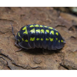 Armadillidium gestroi 10ks