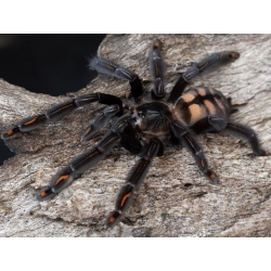 Psalmopoeus irminia (1cm telo)