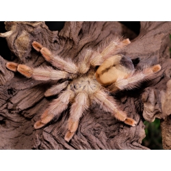Psalmopoeus pulcher 3.zvlek (1,5cm telo)