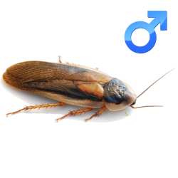 Šváb Argentínsky (Blaptica dubia) Adult SAMCE 10ks