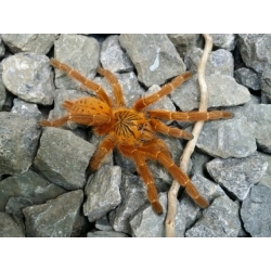 Pterinochilus murinus - dospelý samec