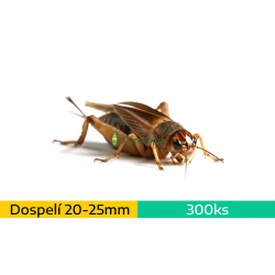 Cvrček domáci (Acheta domestica) - dospelí (~2-2,5cm) ~300ks / 400ml