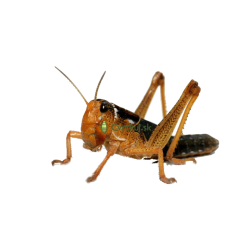 Saranča sťahovavé (Locusta migratoria) - malí 50ks (~1cm)