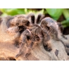 Tliltocatl albopilosus Nicaragua: Huňatý „plyšák“ z džungle. Hľadáte pavúka, ktorého si okamžite obľúbite? Forma Nicaragua je známa svojimi dlhými, hustými a kučeravými chĺpkami so zlatistým nádychom. Je to jeden z najpokojnejších a najodolnejších druhov na svete. Ak s chovom sklípkanov začínate, tento „kučeravý medvedík“ je pre vás tou najlepšou vstupnou bránou.