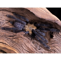 Cyriopagopus sp. Hati Hati -Purple Earth Tiger 1-2.zvlek (1cm telo)