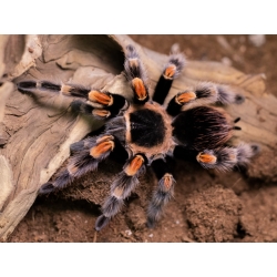 Brachypelma hamorii (0,5-1cm) telo
