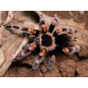 Brachypelma hamorii: Absolútna klasika pre začiatočníkov Hľadáte svojho prvého pavúka? Brachypelma hamorii je ikonický mexický druh, ktorý preslávila jeho mierna povaha a nádherné oranžovo-čierne sfarbenie. Je to extrémne odolný a dlhoveký sklípkan, ktorý trávi väčšinu času na obdiv v teráriu. Ideálna voľba pre každého, kto chce začať s týmto fascinujúcim koníčkom bez stresu. 
