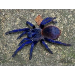 Lasiocyano sazimai (2cm telo)