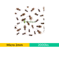 Cvrček domáci (Acheta domestica) - micro (2mm) ~2000ks