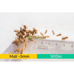 Cvrček domáci (Acheta domestica) - malí (~5mm) 500ks