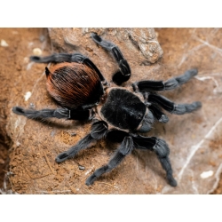 Tliltocatl vagans (2cm telo)