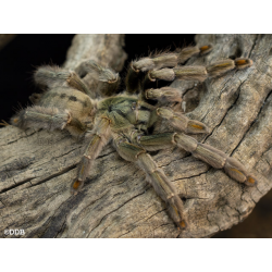 Psalmopoeus cambridgei 5.zvlek (2,2cm telo)