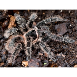 Lasiodora parahybana 3.zvlek