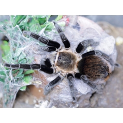 Tliltocatl kahlenbergi (1-2cm telo)