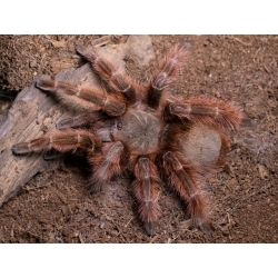 Nhandu tripepii (3cm telo)