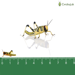 Saranča všežravé (Schistocerca gregaria) - malí (1,5-2cm) 100ks