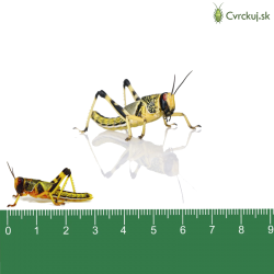 Saranča všežravé (Schistocerca gregaria) - strední 11ks (~3cm)