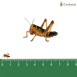 Saranča sťahovavé (Locusta migratoria) - malí 25ks (~1cm)
