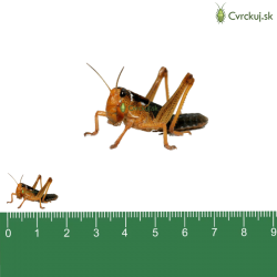 Saranča sťahovavé (Locusta migratoria) - malí 25ks (~1,5-2cm)