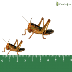 Saranča sťahovavé (Locusta migratoria) - strední 11ks (~3-4cm)