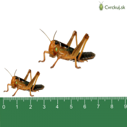Saranča sťahovavé (Locusta migratoria) - strední 100ks (~3cm)