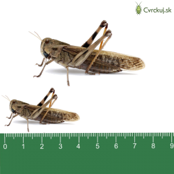 Saranča sťahovavé (Locusta migratoria) - dospelí 11ks