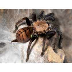 Chilobrachys fimbriatus 1.zvlek (1cm telo)