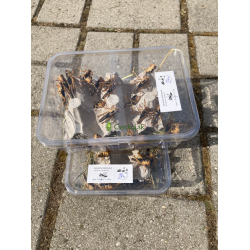 Saranča sťahovavé (Locusta migratoria) - strední 50ks (~3-4cm)