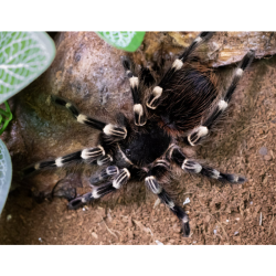 Acanthoscurria geniculata (4cm telo) - samica ♀