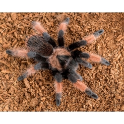 Brachypelma emilia - 4cm telo SAMICA