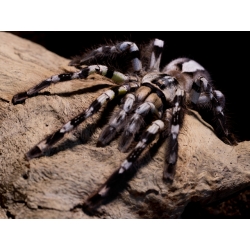 Poecilotheria regalis - dospelá samica