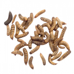 Mušie larvy (hermetia illucens) - 25ml (~100ks)