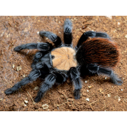 Brachypelma albiceps (0,5-1cm telo)