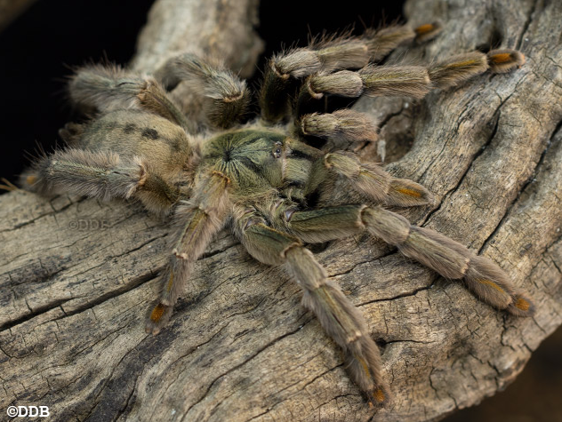 Psalmopoeus cambridgei