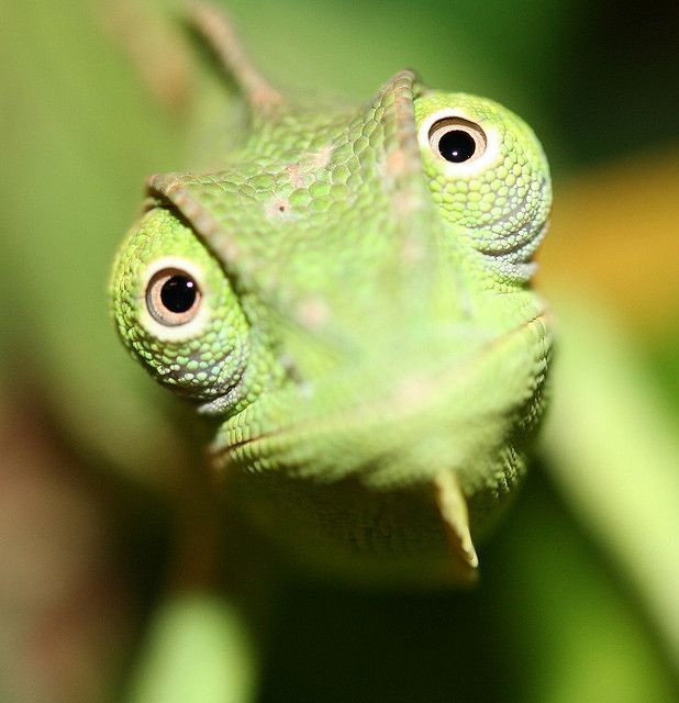 Zaujímavosti o chameleónoch časť 1.